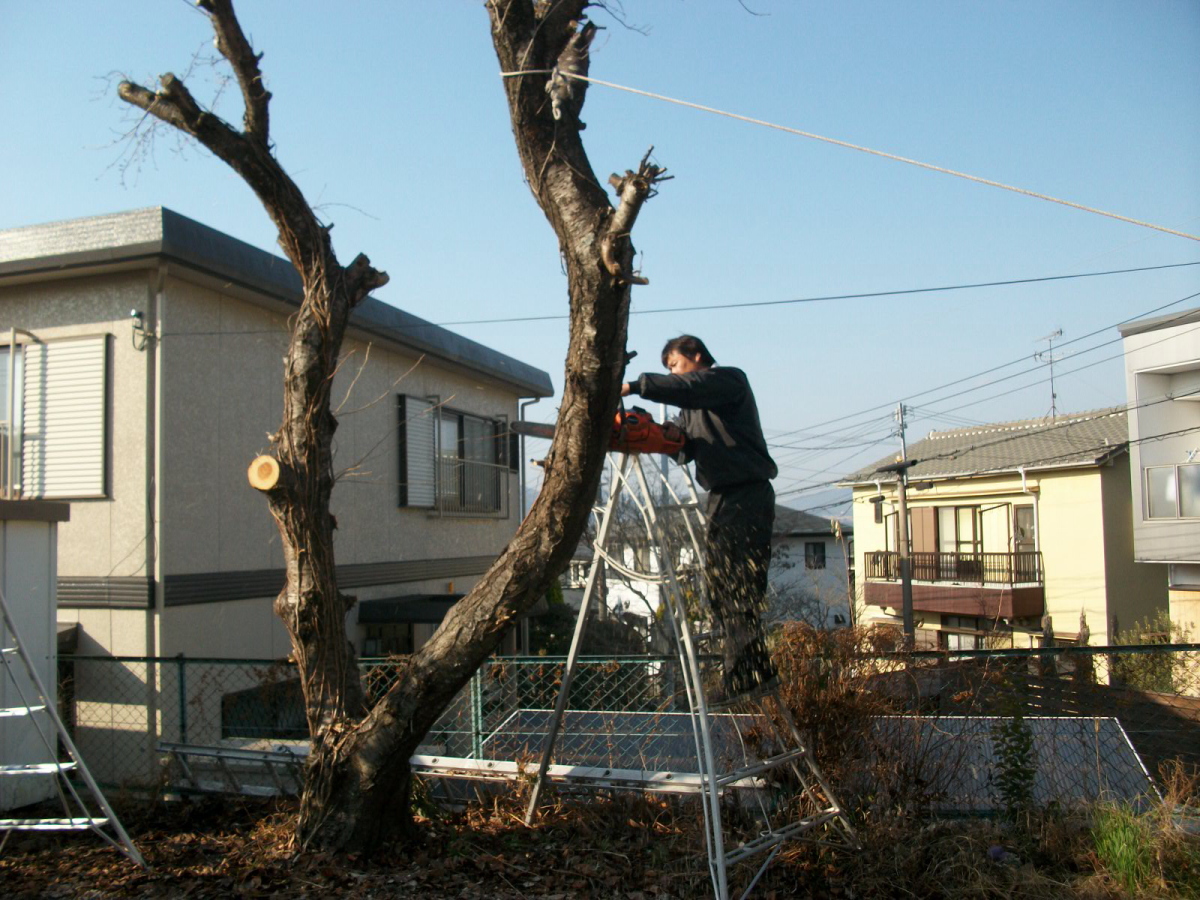 植木の伐採　植木の伐根